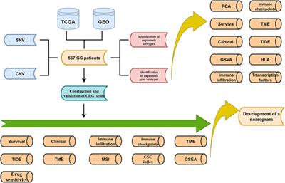 Identification of cuproptosis related subtypes and construction of prognostic signature in gastric cancer